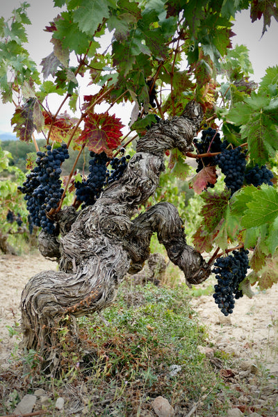 Old Vine Rioja